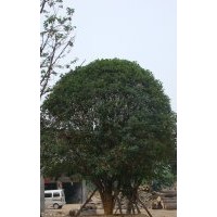 陜西西安桂花，桂花球