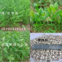 櫻花 核桃 櫻桃 碧桃白蠟 杜梨 國槐 出售