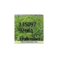 大量供應(yīng)0.8以上國槐苗