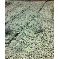 提供銀杏苗.500萬株