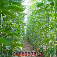 白蠟.柳樹.國槐