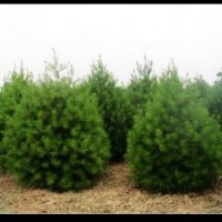 供應(yīng)1米白皮松，1.5米白皮松，2米白皮松