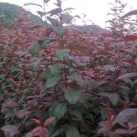 供應(yīng)北美海棠 高原之火海棠 各種果樹(shù)苗