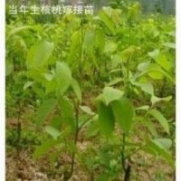 供應(yīng)核桃苗，嫁接核桃苗