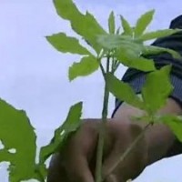 供應(yīng)刺五加苗 刺拐棒苗（中國東北）