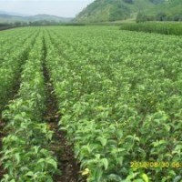 西豐大洋苗圃及售紫葉海棠 王族海棠苗,紫葉海棠,紅葉海棠