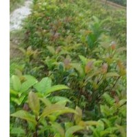 30-35公分高的金球桂苗