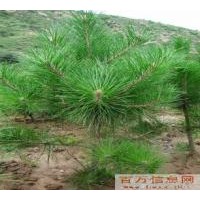 供應(yīng)油松苗 油松苗價(jià)格