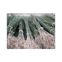 優(yōu)質(zhì)國槐小苗專業(yè)供應(yīng) 低價(jià)出售優(yōu)質(zhì)國槐小苗