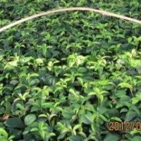 供應(yīng)四季桂小苗