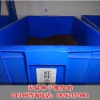 紅葉小檗種子介紹