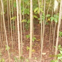 供應本地木棉與羊蹄甲苗一米至三米高