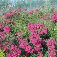 供應(yīng)紅花紫薇扦插苗