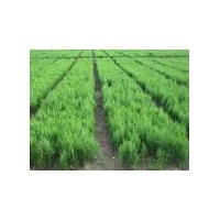 大量供應(yīng)綠化苗木 側(cè)柏苗 油松苗 白皮松小苗