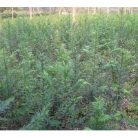 出售當年生紅豆杉大小苗多年生苗等等.供應造林苗;濕地松400萬