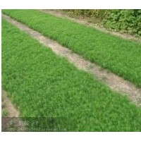 出售樟子松 油松 本年小苗 5——40公分 可訂購(gòu) 價(jià)錢可議 有意者