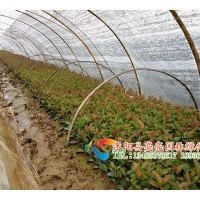 供應(yīng)紅葉石楠，紅葉石楠球,高桿紅葉石楠，紅葉石楠穴盆苗