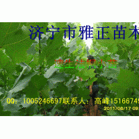 供應法桐小苗1----2.5公分；高1----3.5米