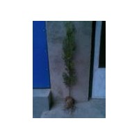 供應(yīng)80以上營養(yǎng)缽側(cè)柏苗