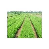 供應(yīng)原床側(cè)柏小苗