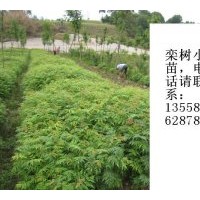 大量出售欒樹(shù)小苗