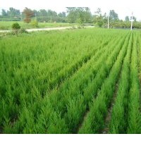 滁州成昊苗木基地供應(yīng)：蜀檜（量大）、龍柏（小苗量大）、廣玉蘭