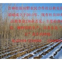 吉林松原田野合作社出售楊樹苗柳樹苗