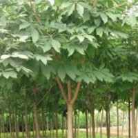 大量供應(yīng)七葉樹(shù)、核桃樹(shù)