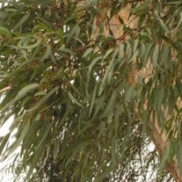 供應(yīng)油加利苗 小葉桉苗 細(xì)葉桉苗 小葉桉 小葉桉樹 桉樹苗