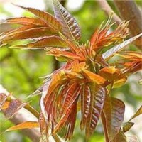 供應(yīng)香椿苗 香椿樹 香椿 椿芽木苗