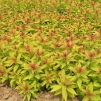 供應(yīng)扦插及播種苗和工程苗:丁香,連翹,梧桐