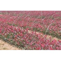 供應(yīng)紅葉石楠小苗