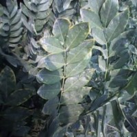 速生白蠟2號半成品、速生國槐半成品