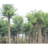 供應(yīng)白皮松 100萬(wàn)側(cè)柏 油松 國(guó)槐 雪松