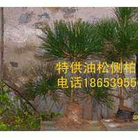 特供油松 側(cè)柏