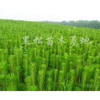 低價直供 營養(yǎng)袋 黑松苗 油松苗 側(cè)柏苗
