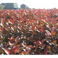 出售各種工程小苗