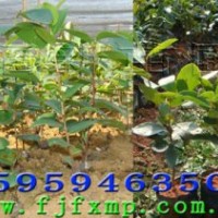 龍眼茶苗,小果油茶苗,良種油茶苗,高脂松苗,香樟苗,杉木苗,羅漢松