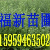 紅豆杉苗,羅漢松苗,竹柏苗,桂花苗,木荷苗,榿木苗,濕地松苗,無(wú)患