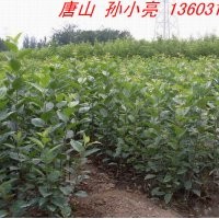 西府海棠小苗 河北西府海棠小苗 保定西府海棠小苗