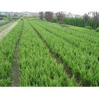 常年供應(yīng)龍柏苗 黃楊苗,紅豆杉苗