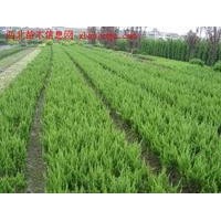 常年供應(yīng)龍柏苗 紅豆杉 黃楊