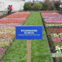 容器苗 金葉女貞營(yíng)養(yǎng)缽、金森女貞營(yíng)養(yǎng)缽、紅葉石楠營(yíng)養(yǎng)缽、紅葉