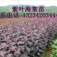 紅葉海棠苗
