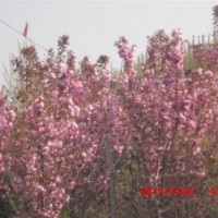 出售白皮松小苗，櫻花，法桐