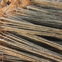 速生白蠟成品苗