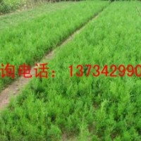 白皮松苗 山西白皮松苗