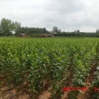 預(yù)售櫻花小苗