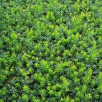 曼地亞紅豆杉小苗