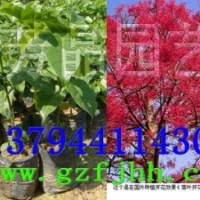 澳洲火焰木苗,黃槐苗,紅花風(fēng)鈴木苗,發(fā)財(cái)樹苗,油茶苗,格木苗,宮粉